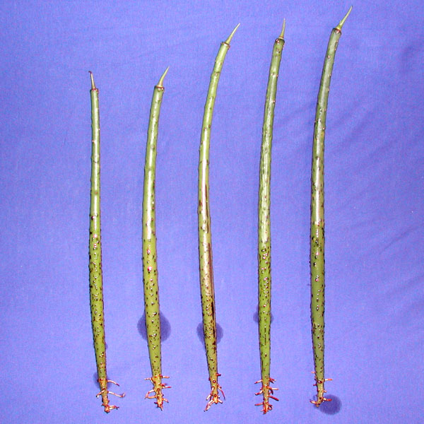 Rhizophora mucronata